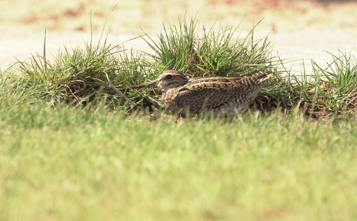 ハリオシギ - ML645907636