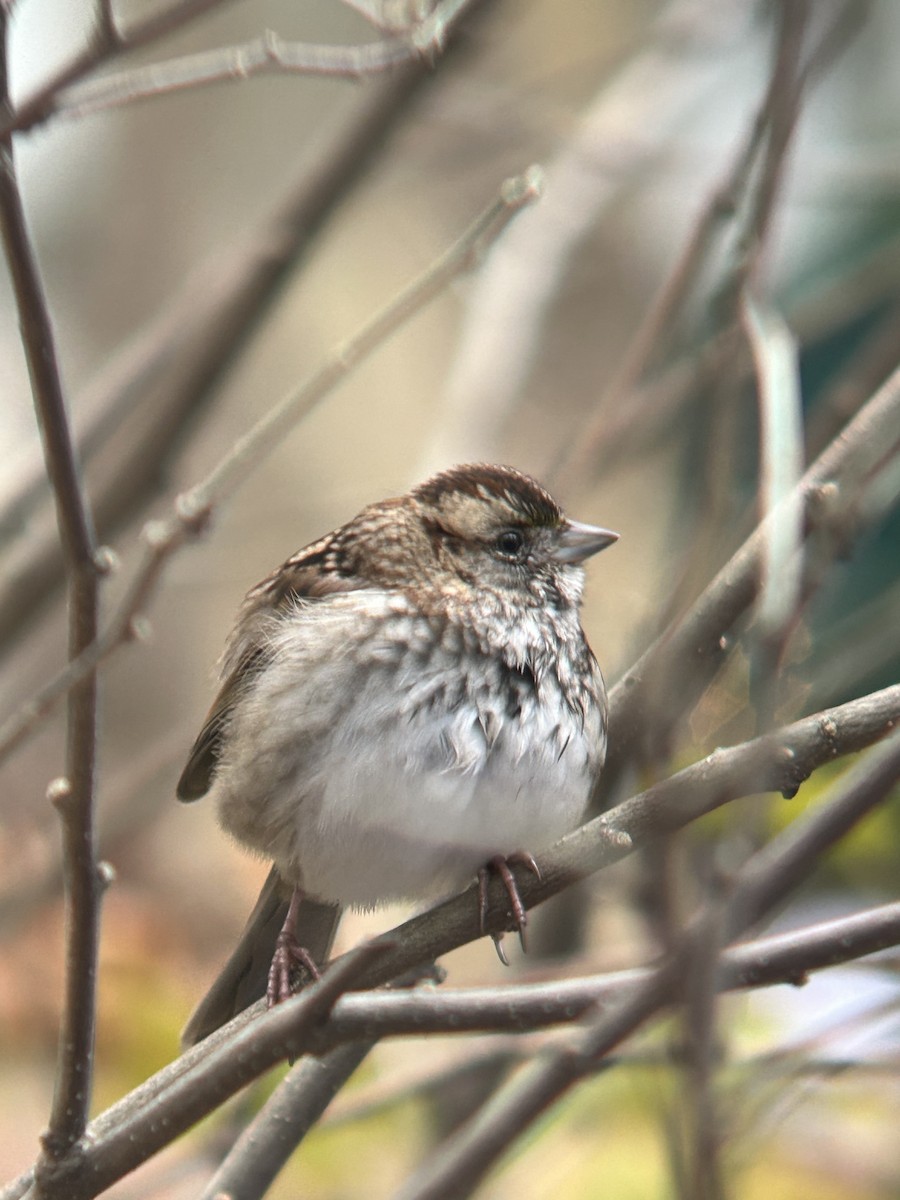 White-throated Sparrow - ML645907637