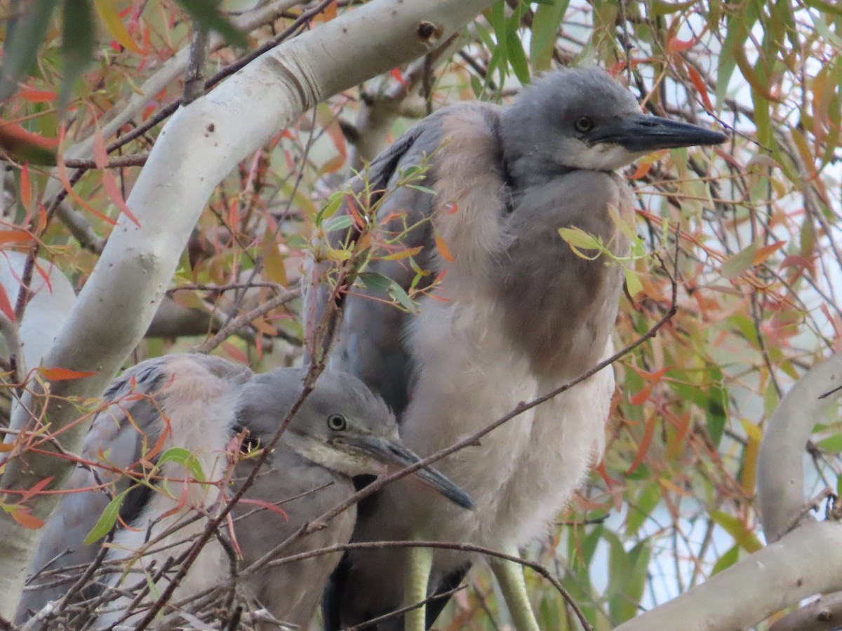 White-faced Heron - ML645907650
