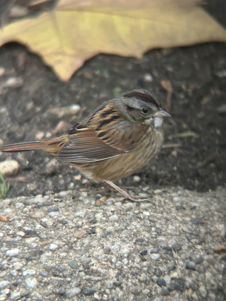 Swamp Sparrow - ML645907652