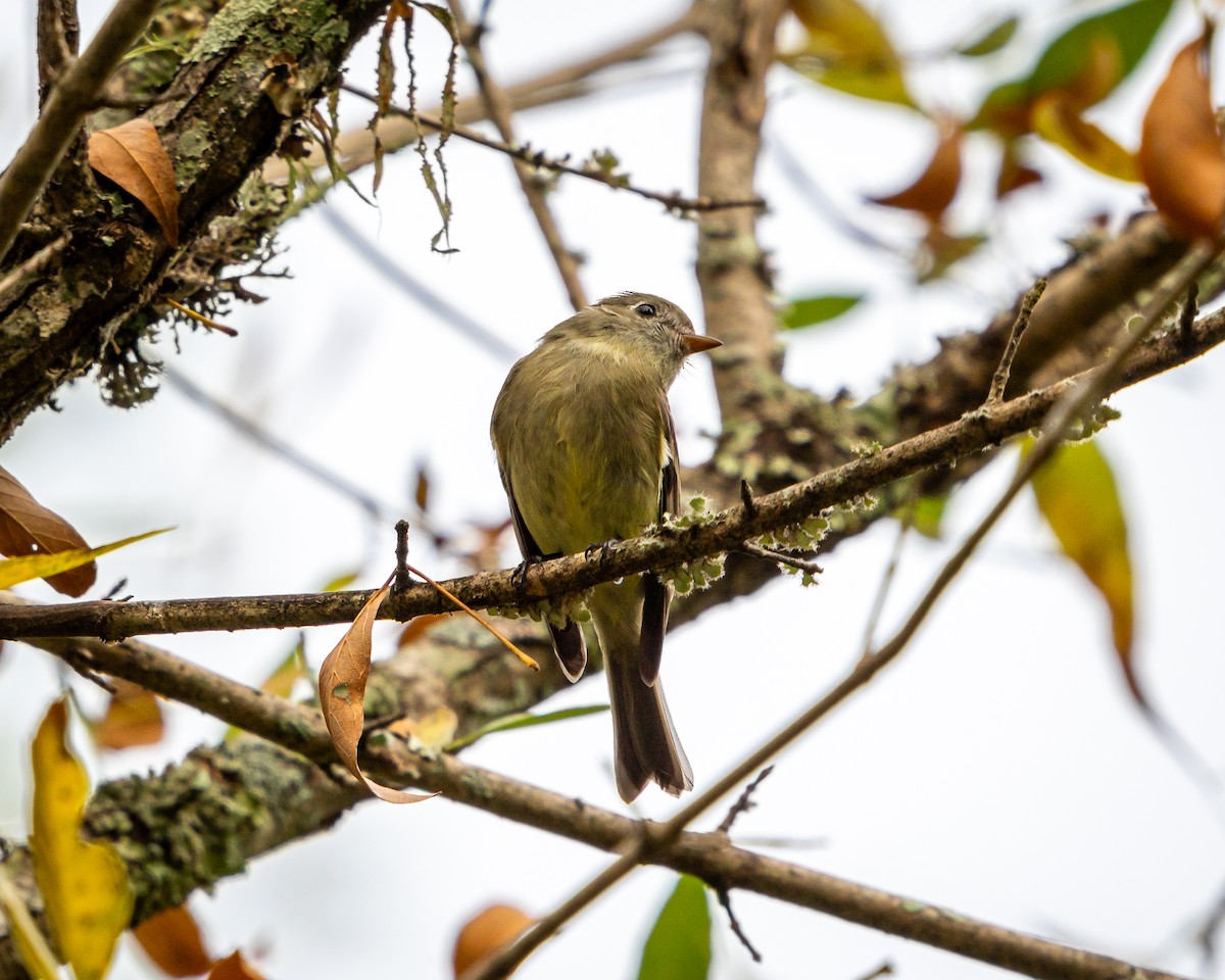 ハモンドメジロハエトリ - ML645907653