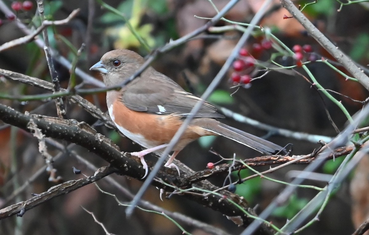 Eastern Towhee - ML645907655