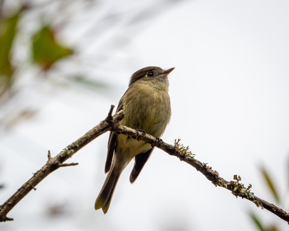 ハモンドメジロハエトリ - ML645907656