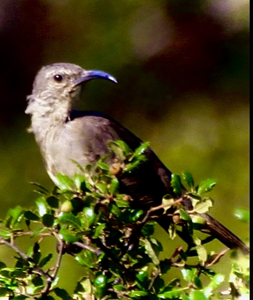 California Thrasher - ML645907658