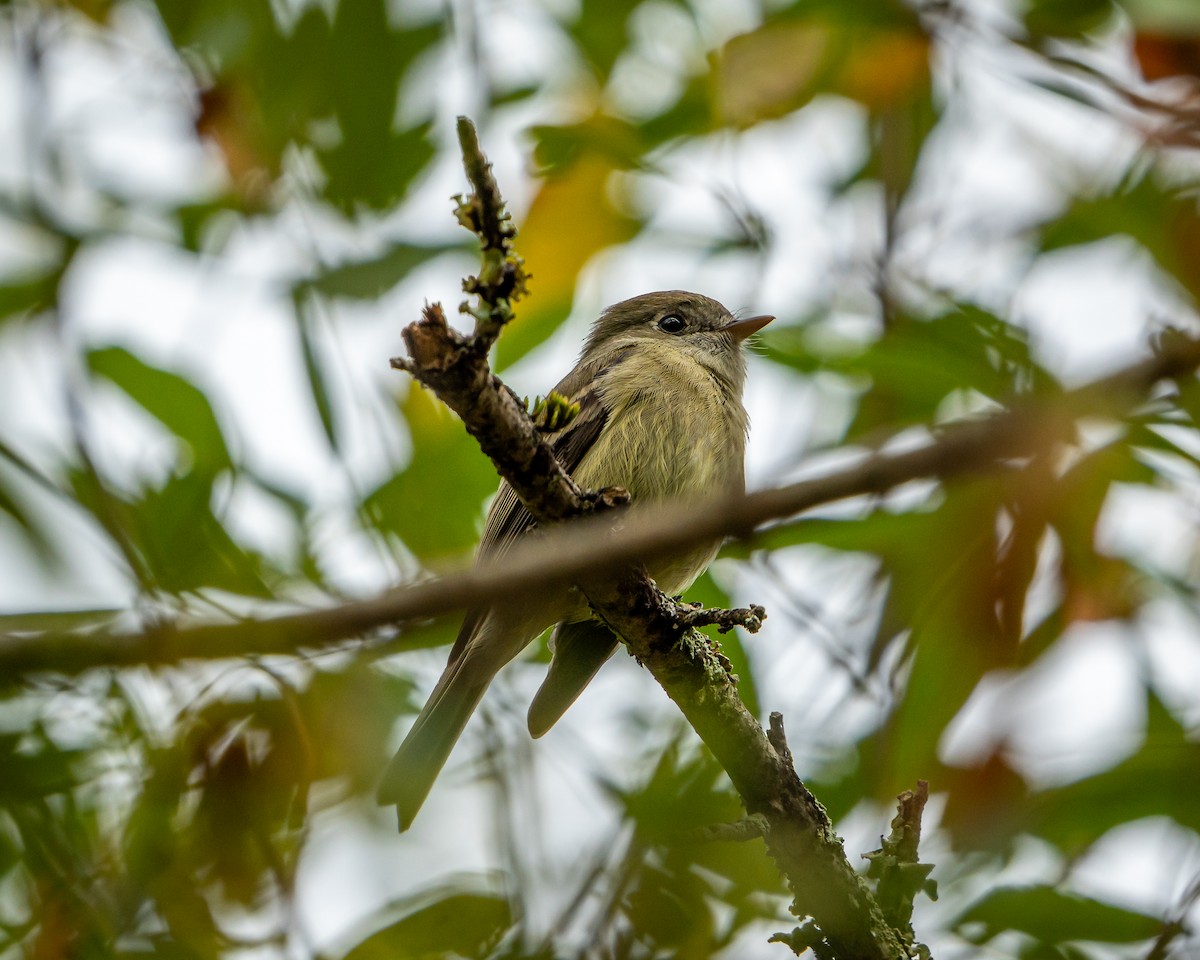 ハモンドメジロハエトリ - ML645907659