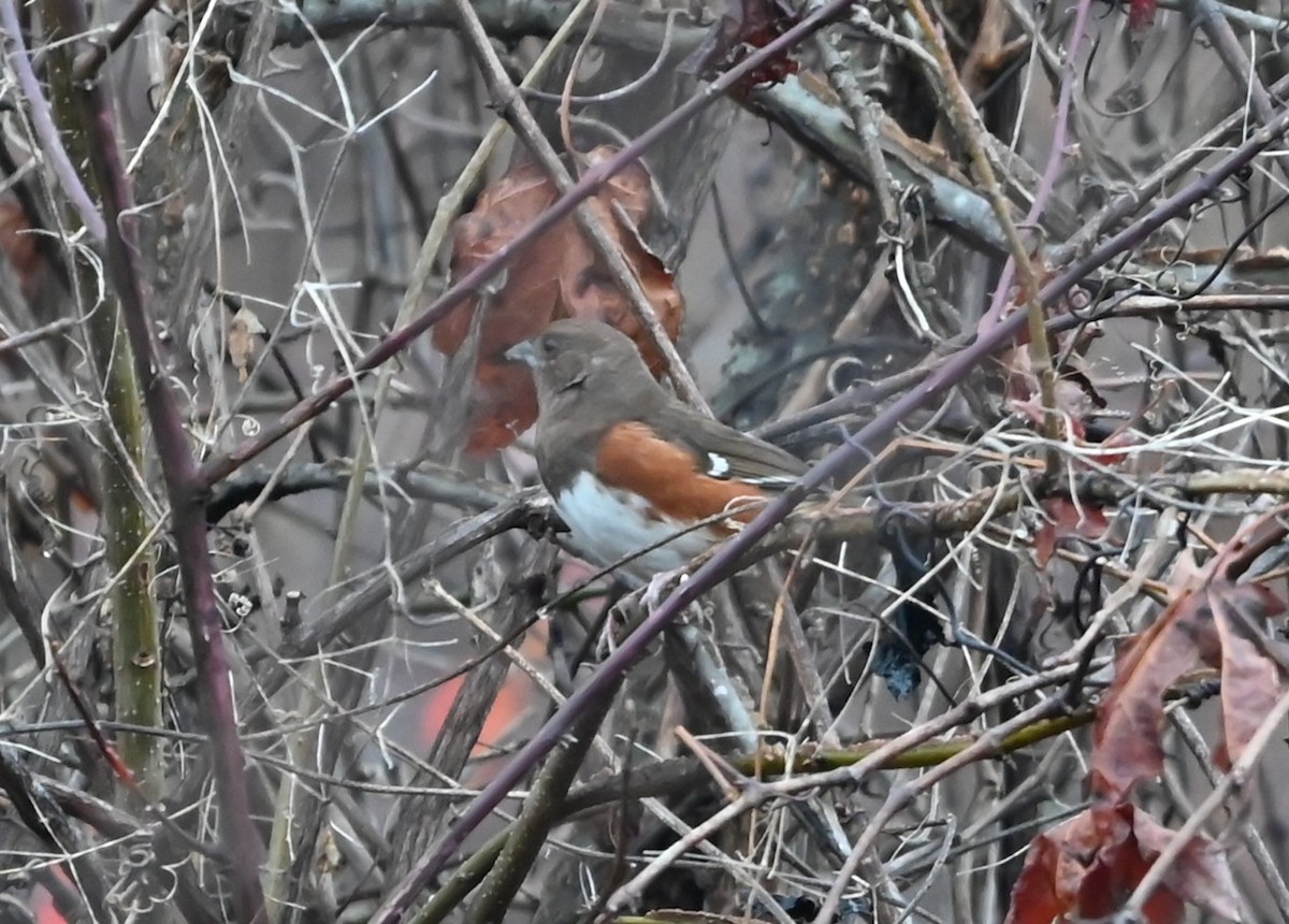 Eastern Towhee - ML645907662