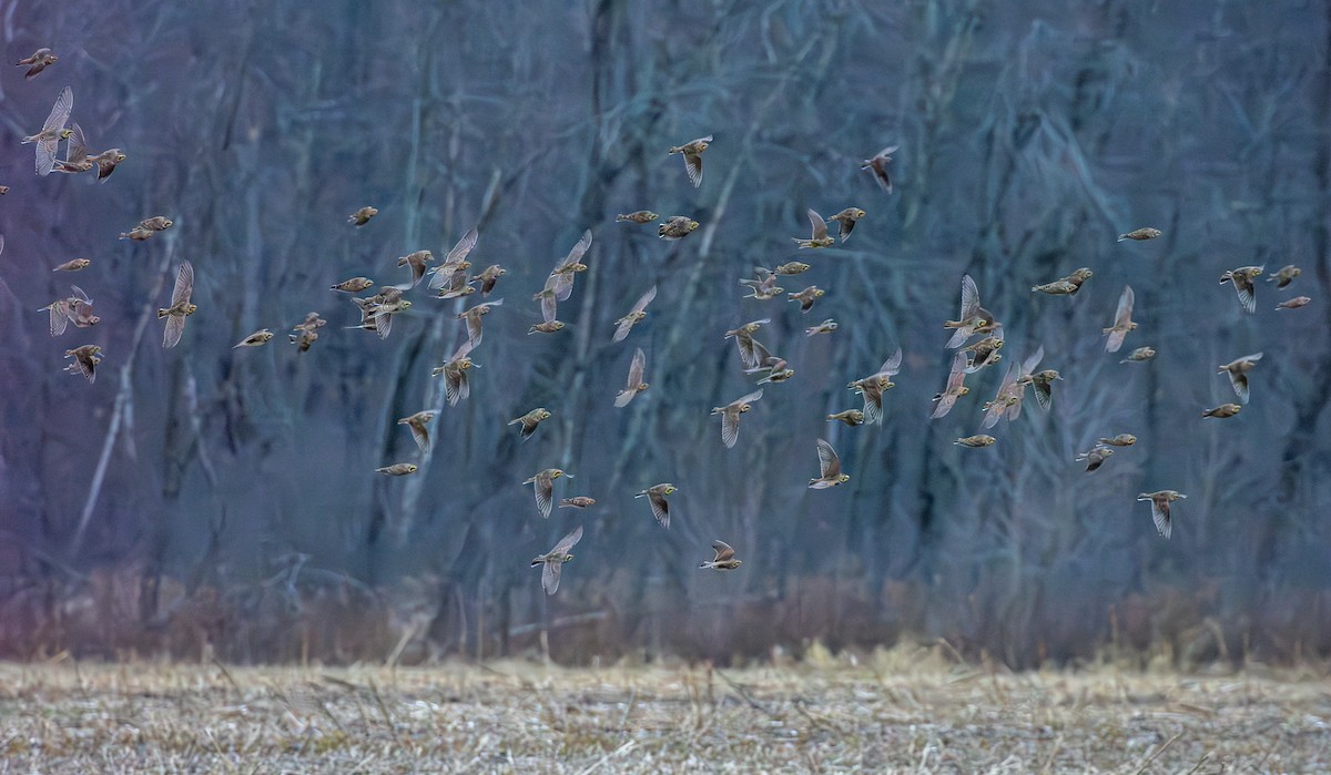 Horned Lark - ML645907668