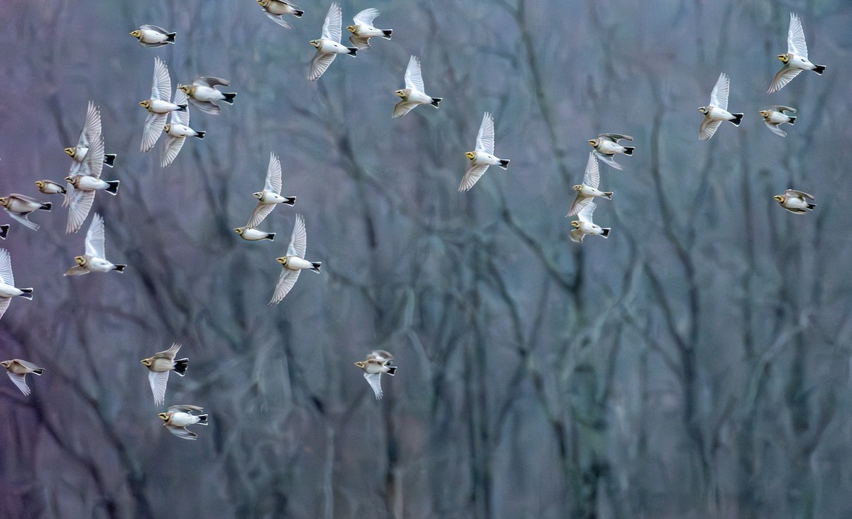 Horned Lark - ML645907670
