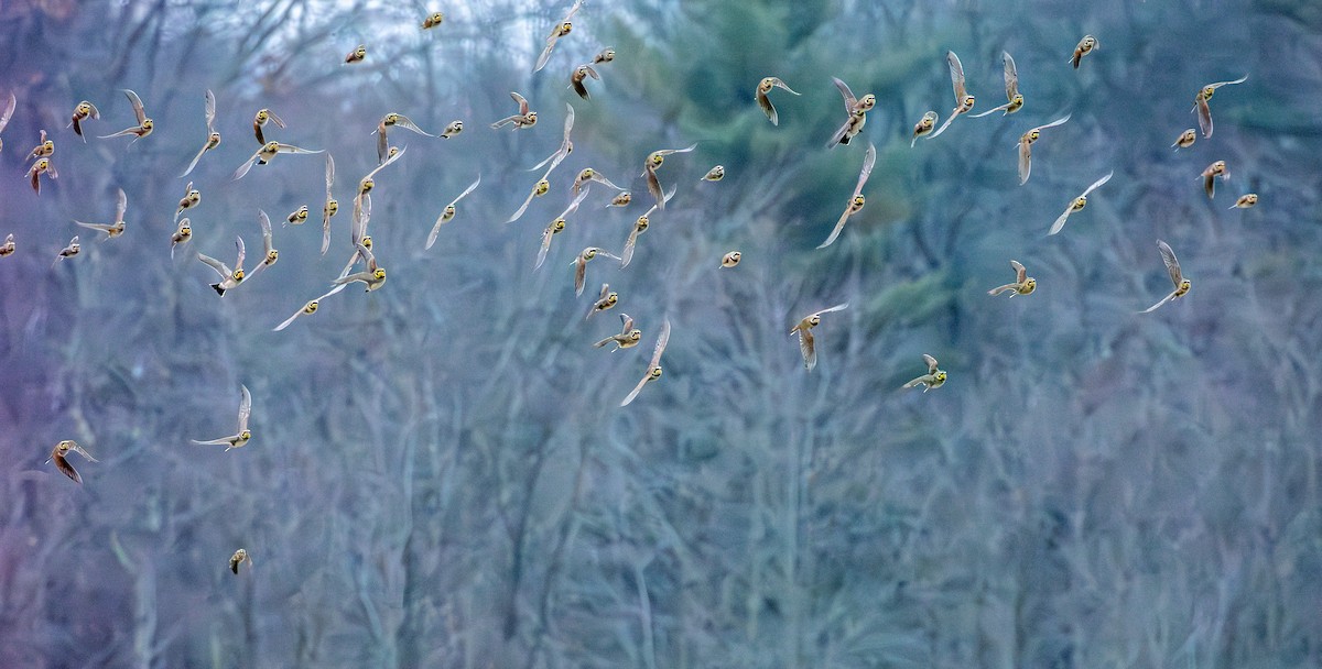 Horned Lark - ML645907671