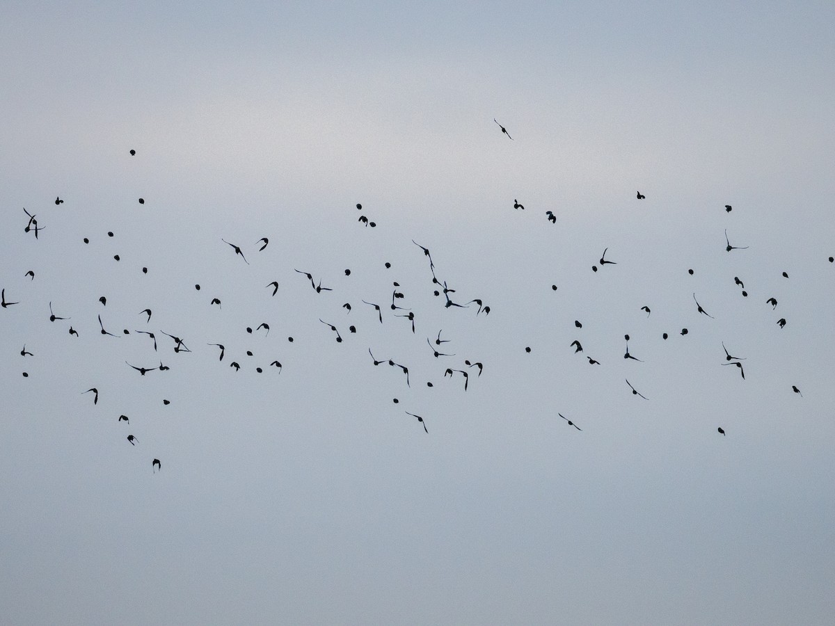 Horned Lark - ML645907672