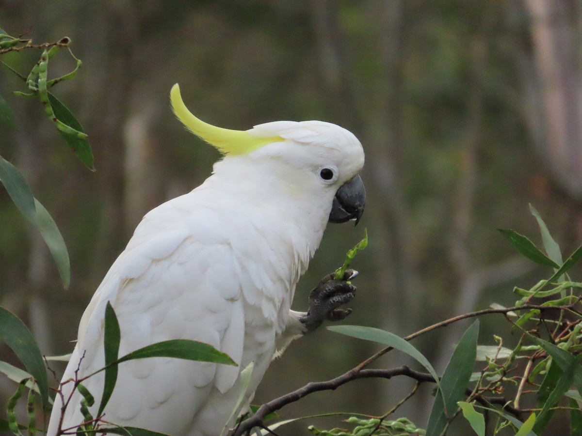 Sulphur-crested Cockatoo - ML645907675
