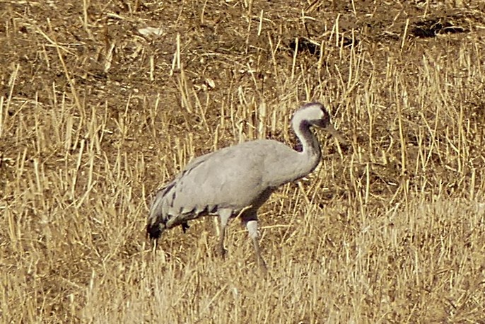 Kurrilo arrunta - ML645907677