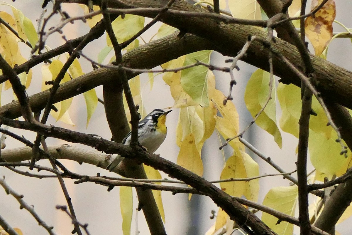Yellow-throated Warbler - ML645907686