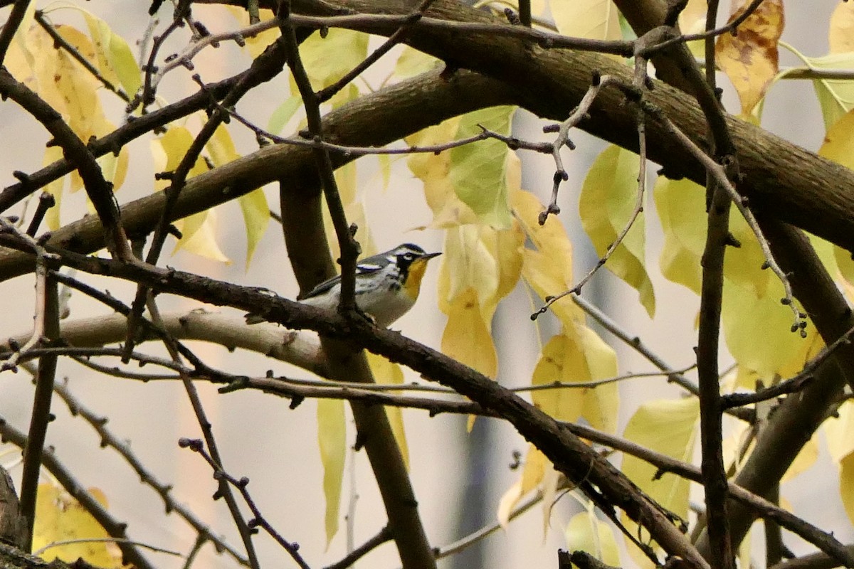 Yellow-throated Warbler - ML645907687