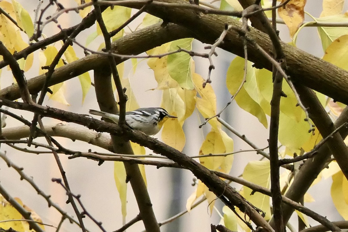 Yellow-throated Warbler - ML645907688