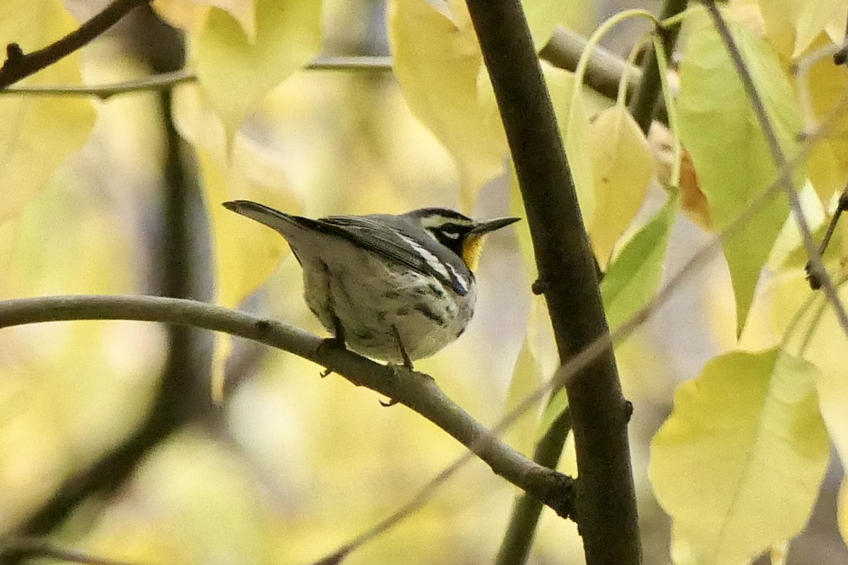 Yellow-throated Warbler - ML645907689