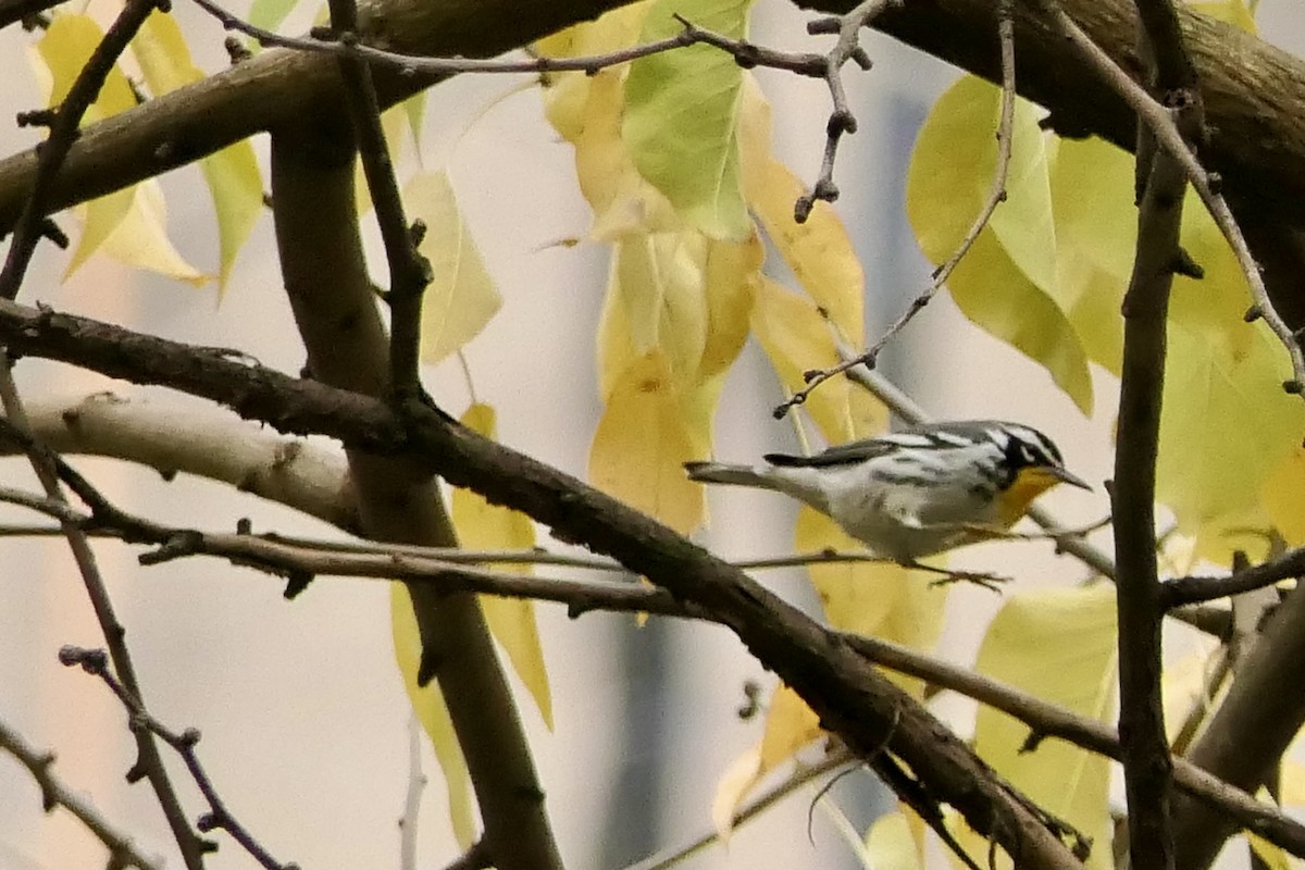 Yellow-throated Warbler - ML645907690