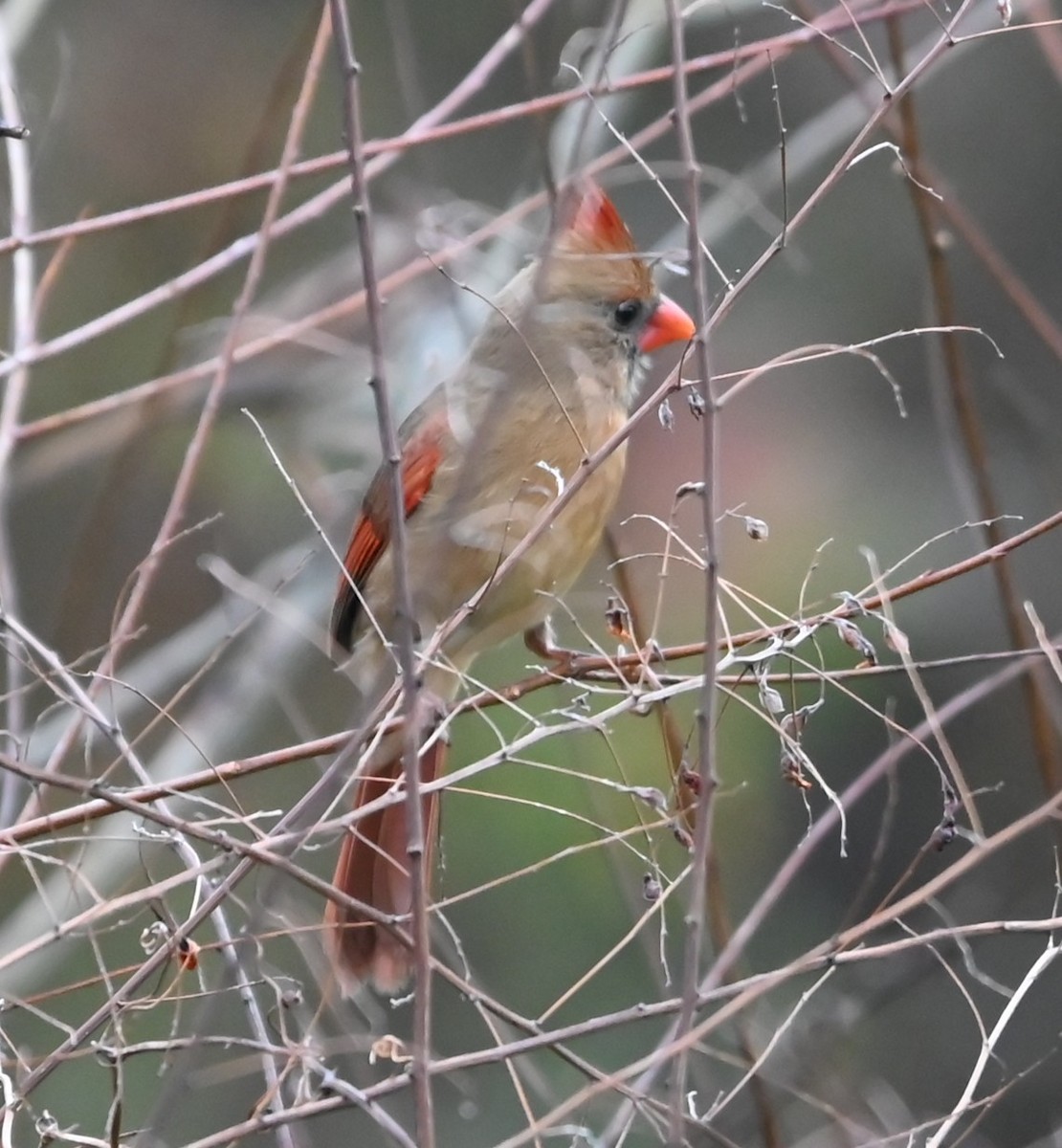 Northern Cardinal - ML645907691