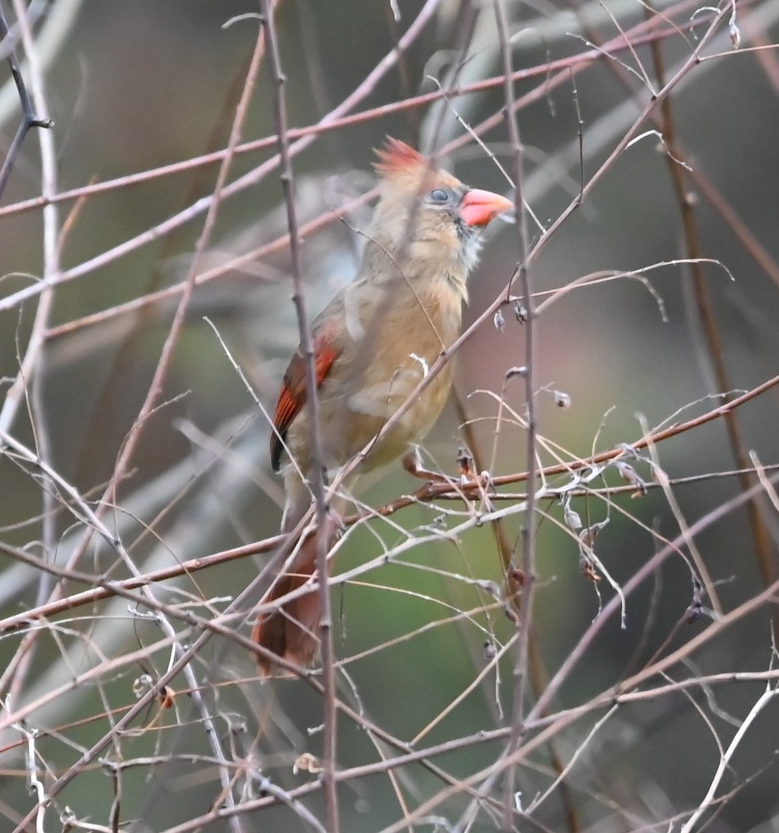 Northern Cardinal - ML645907695