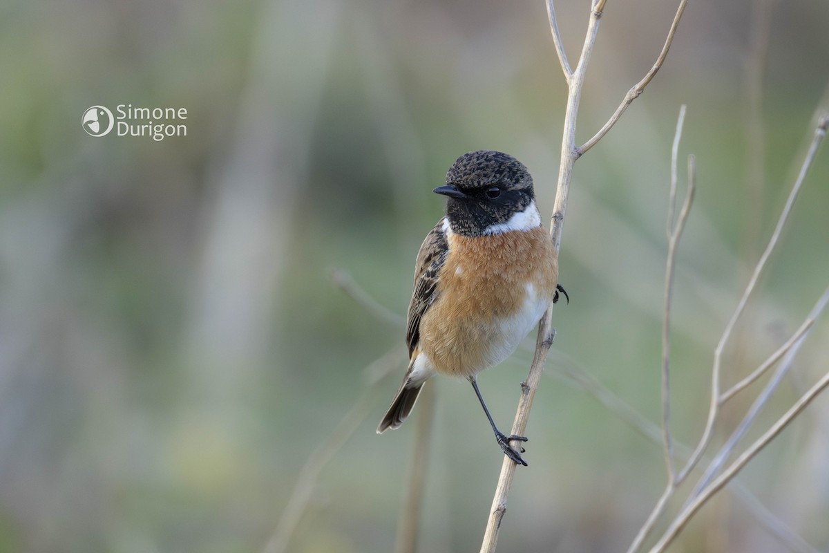 European Stonechat - ML645907697