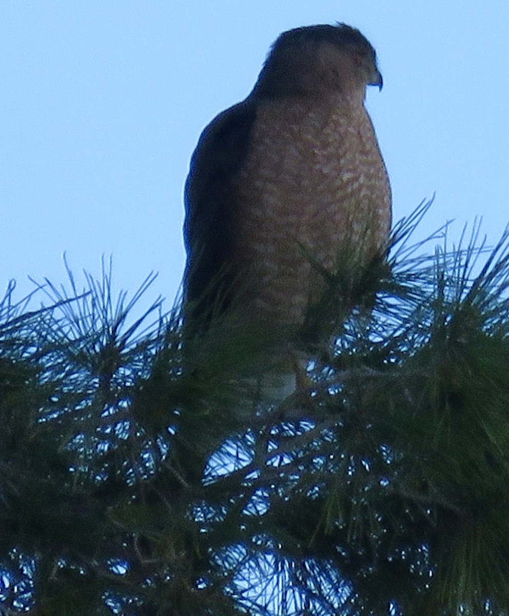 Cooper's Hawk - ML645907713
