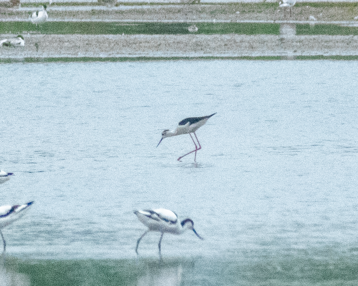 Zankaluze eurasiarra - ML645907717