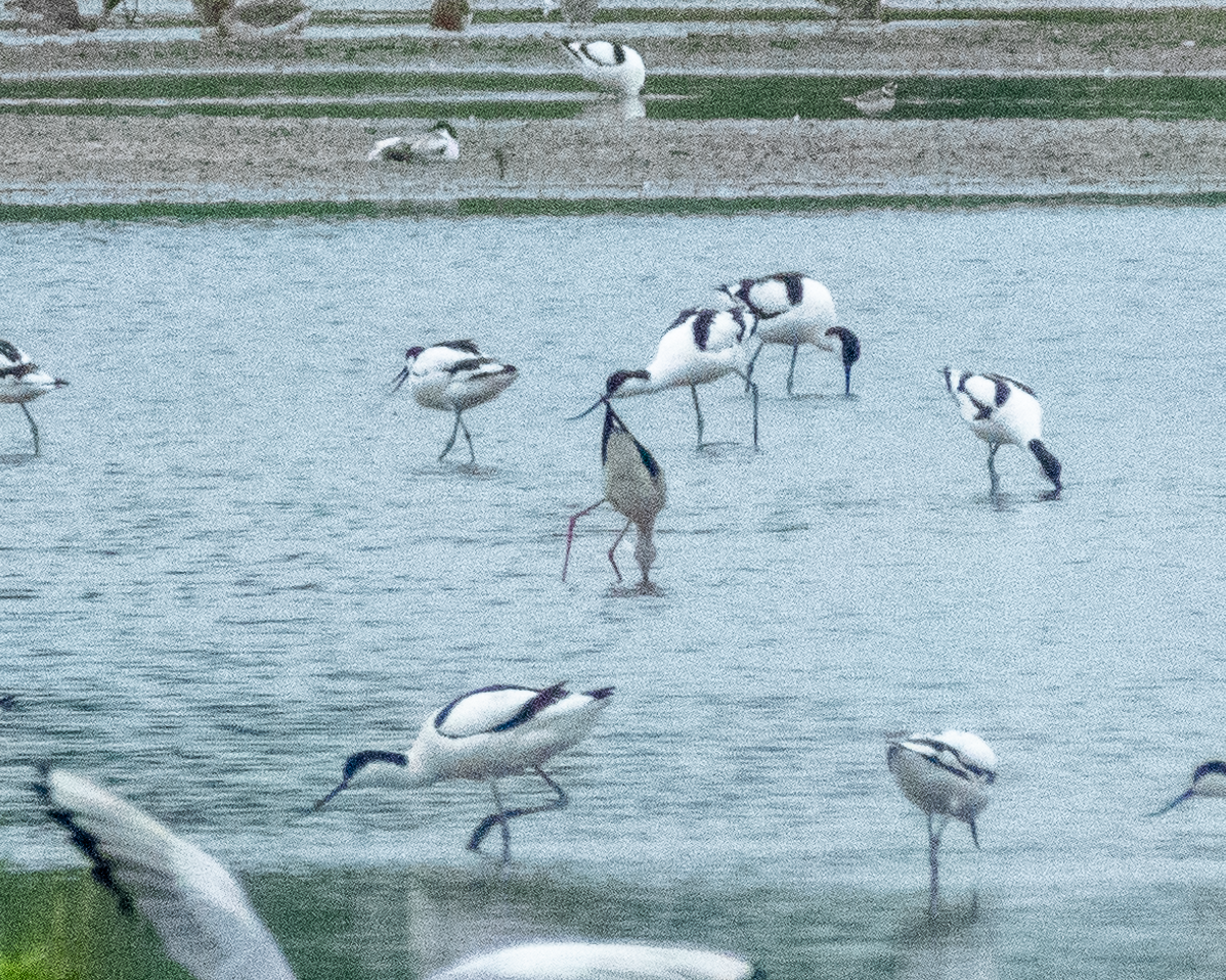 Zankaluze eurasiarra - ML645907718