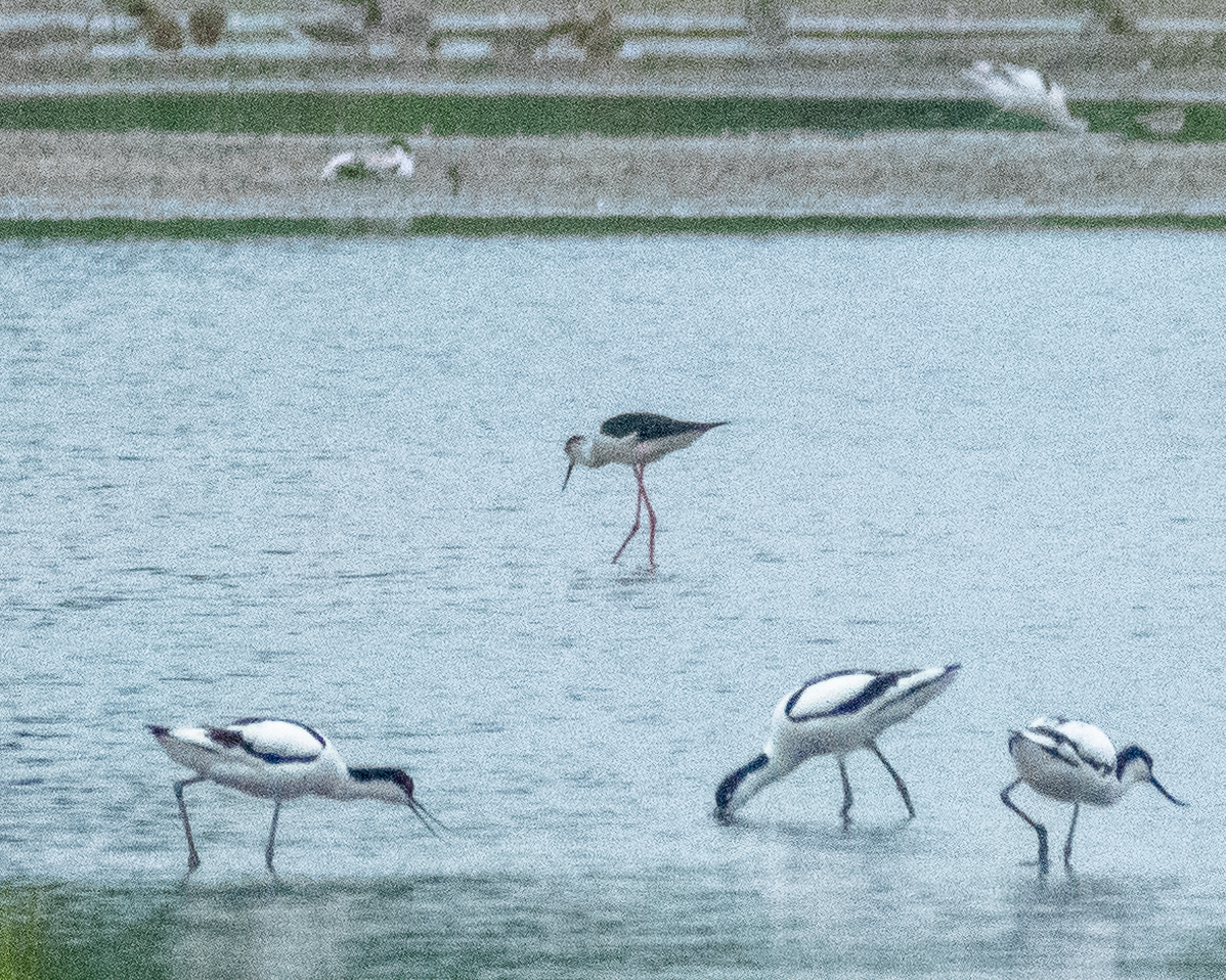 Zankaluze eurasiarra - ML645907719