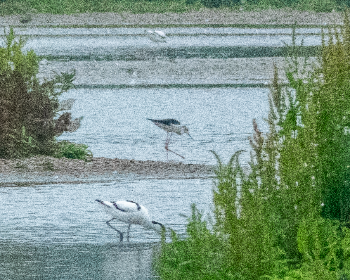 Zankaluze eurasiarra - ML645907720