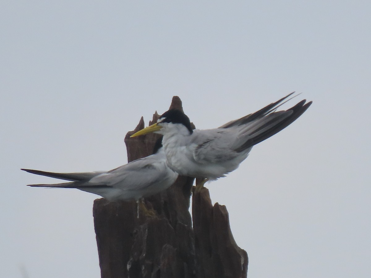 Амазонская крачка - ML645907722