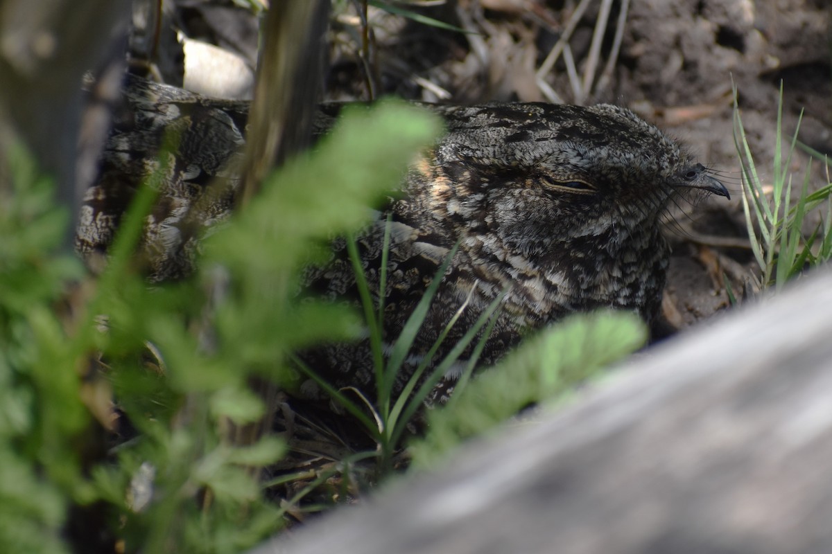 Scissor-tailed Nightjar - ML645907725