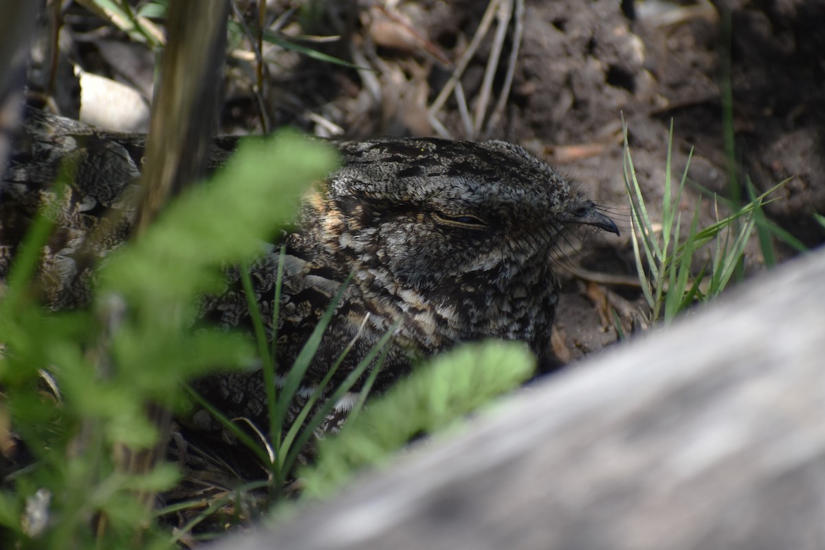 Scissor-tailed Nightjar - ML645907726