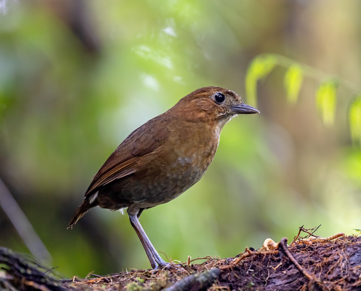 Brown-banded Antpitta - ML645907741