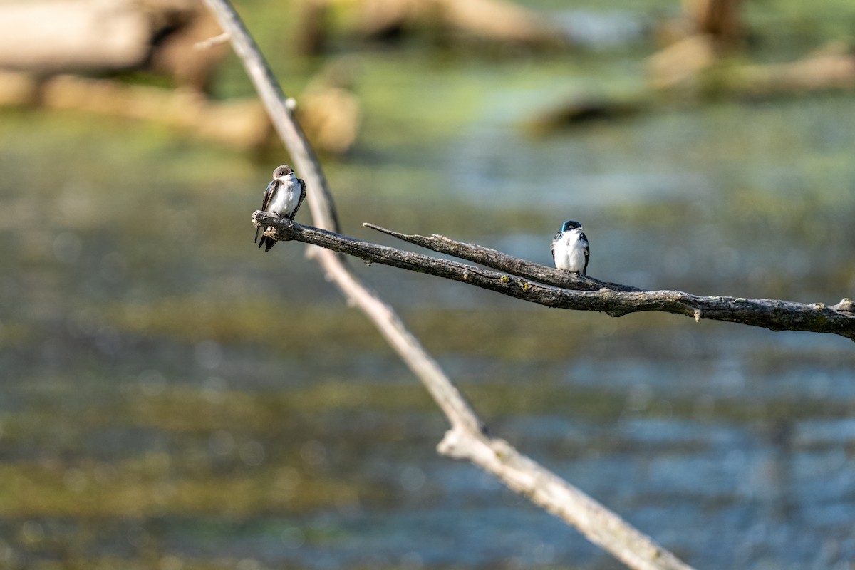 Tree Swallow - ML645907749