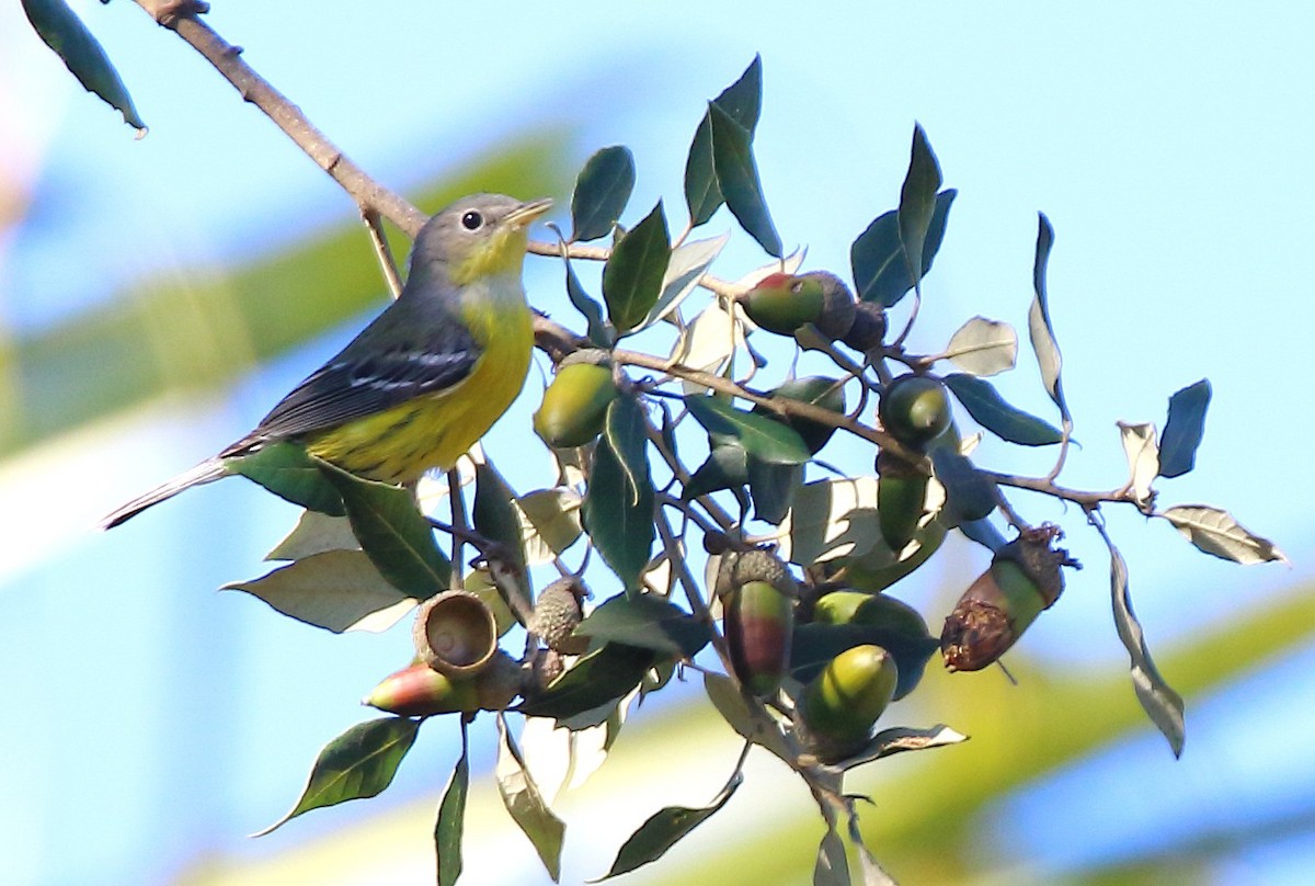 Magnolia Warbler - ML645907753