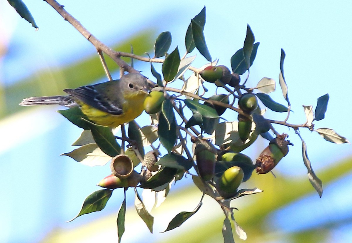 Magnolia Warbler - ML645907755