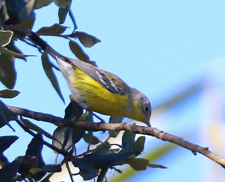 Magnolia Warbler - ML645907758