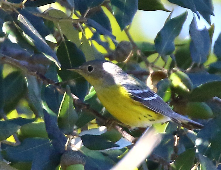 Reinita de Magnolia - ML645907760