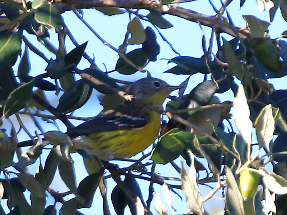 Reinita de Magnolia - ML645907761