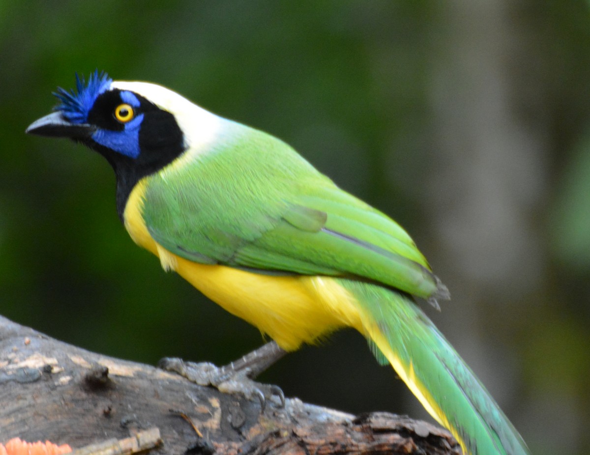 Перуанская сойка - ML645907781