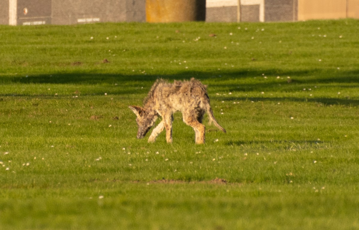 California Valley Coyote - ML645907782