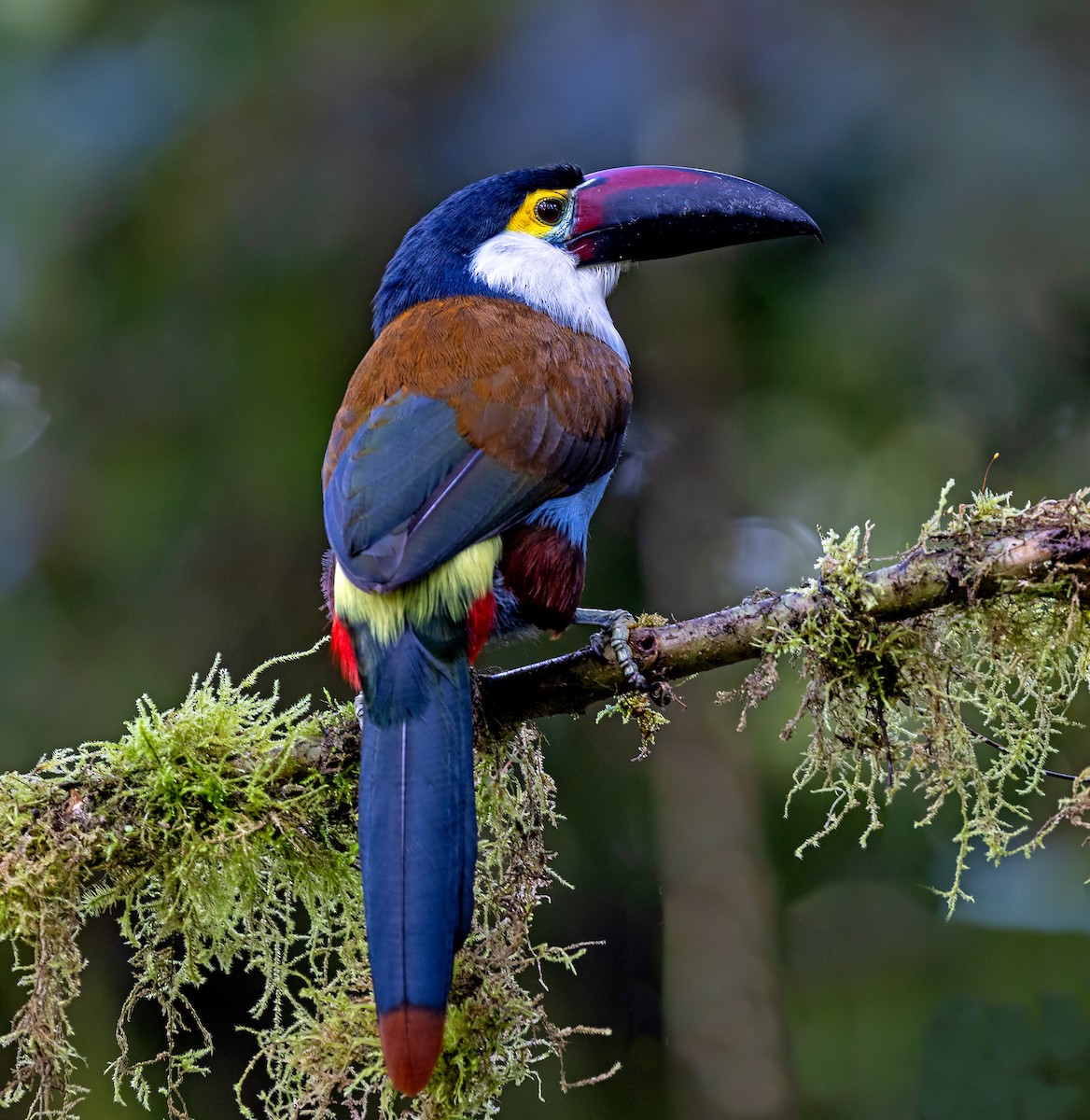 Андигена білощока - ML645907784