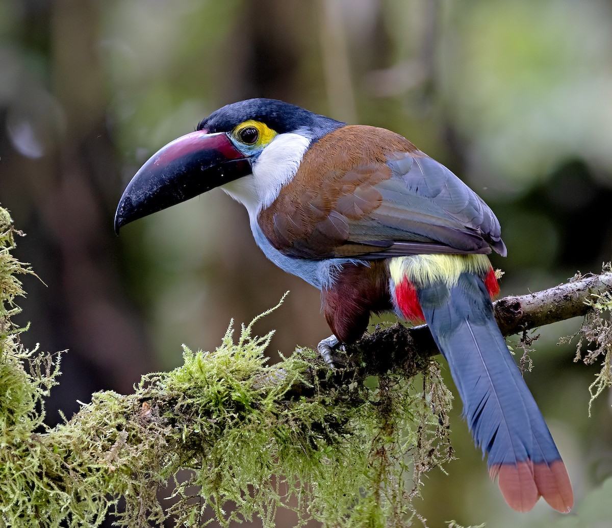 Андигена білощока - ML645907785