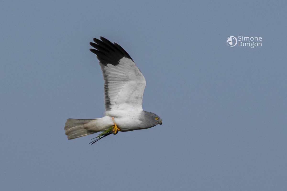 Hen Harrier - ML645907786