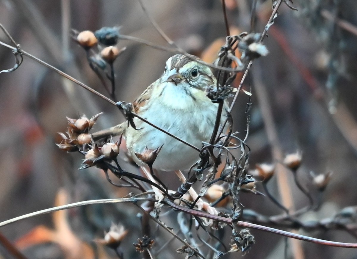 Swamp Sparrow - ML645907787