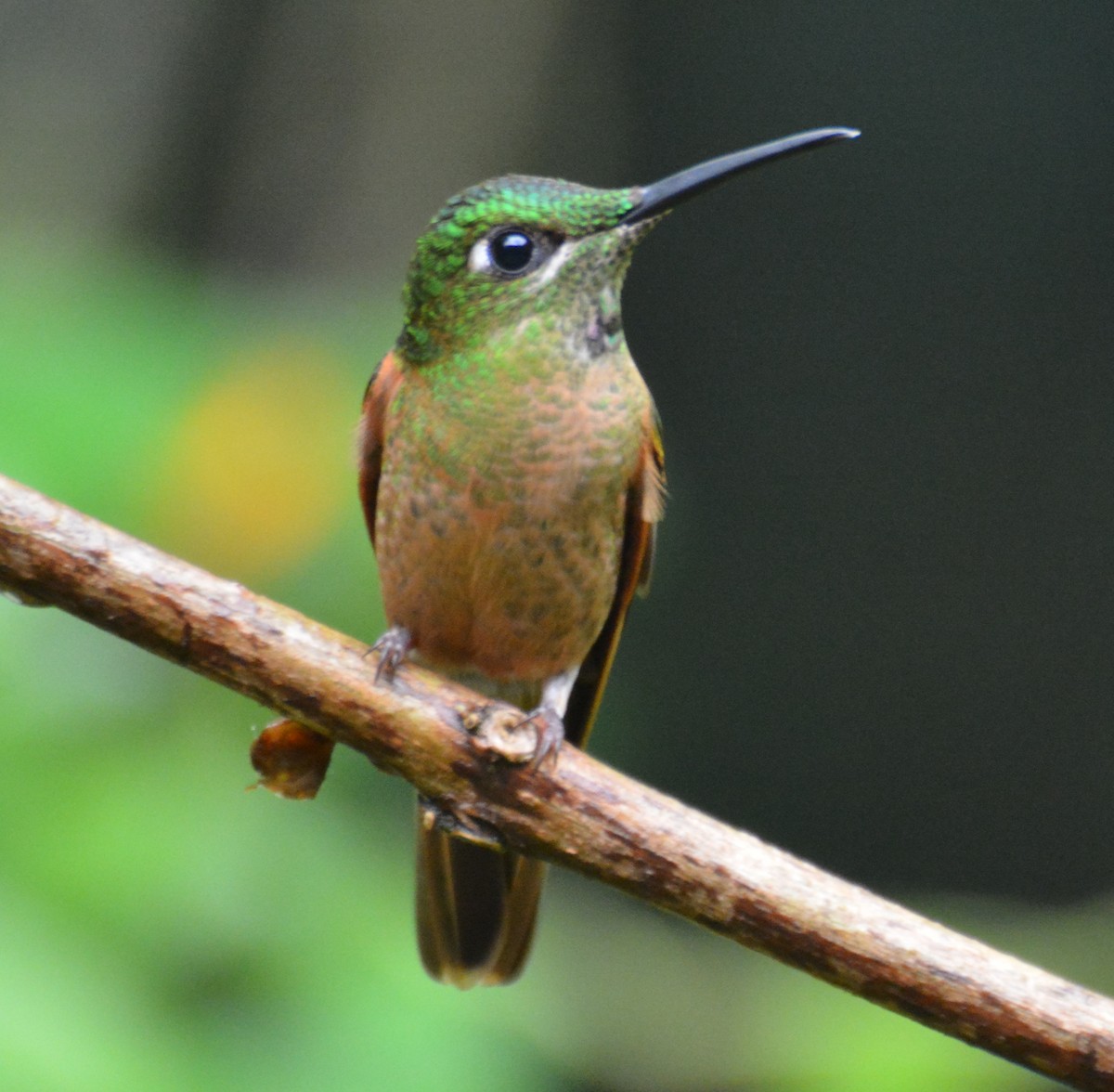 チャムネテリハチドリ - ML645907793