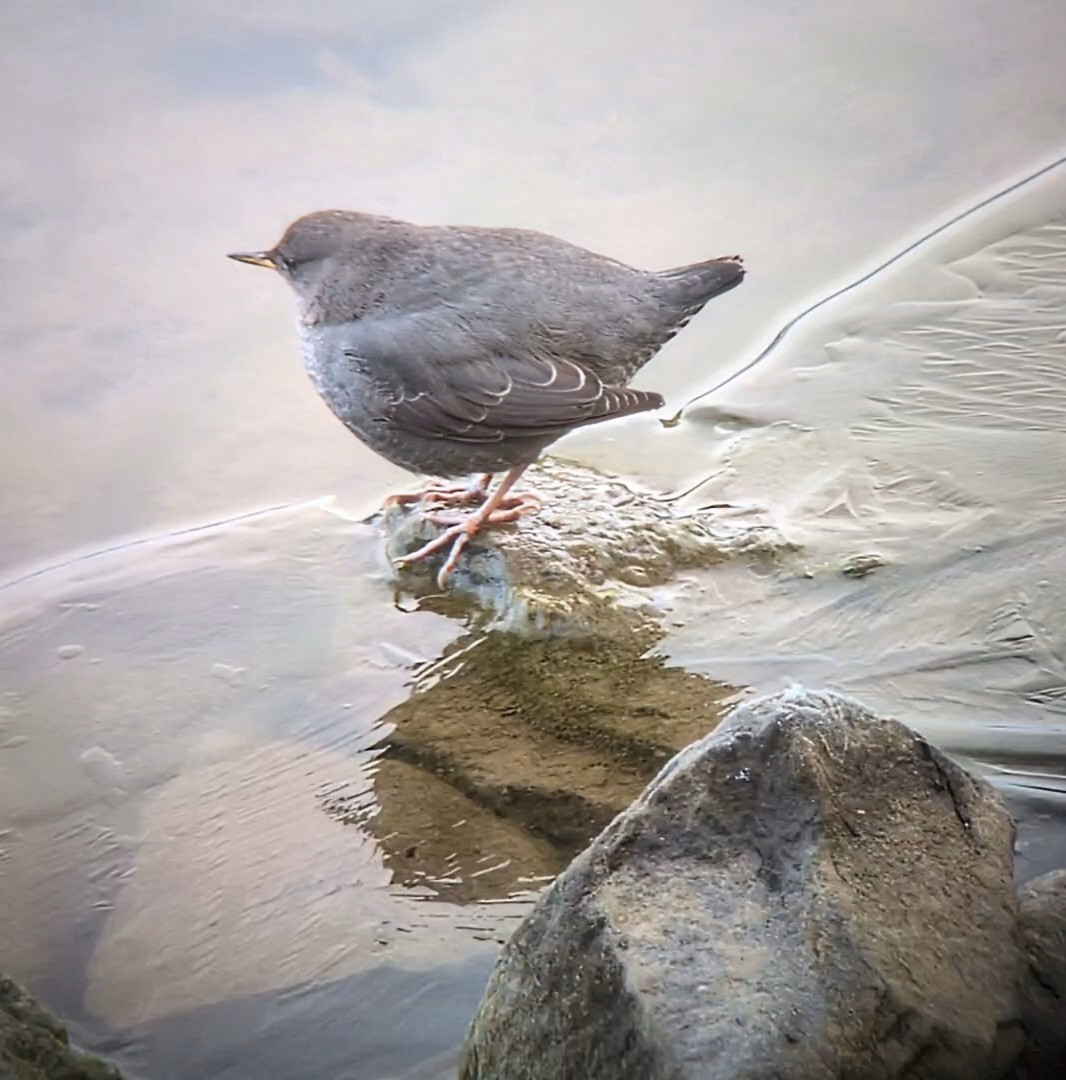 Ur-zozo iparramerikarra - ML645907797