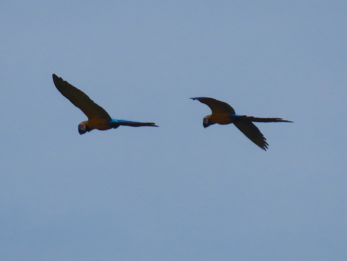 Blue-and-yellow Macaw - ML645907804