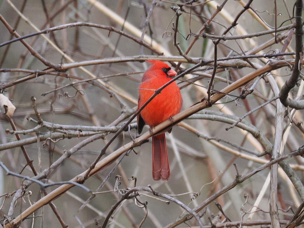 Northern Cardinal - ML645907806