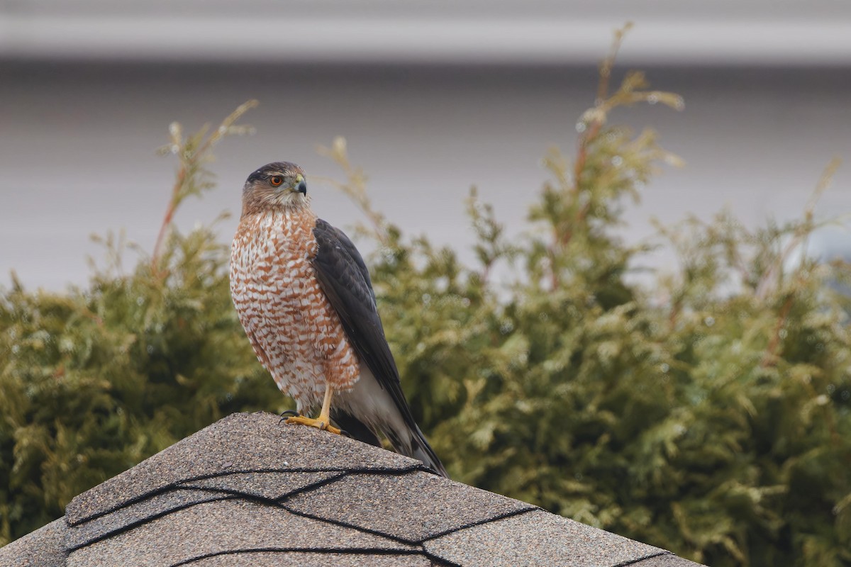 Cooper's Hawk - ML645907807